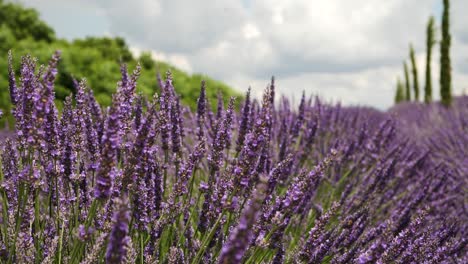 toma en cámara lenta del campo de lavanda