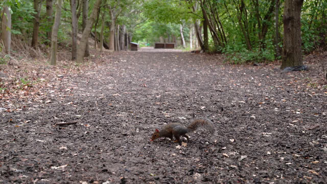 다람쥐는 숲 속의 진흙길 한가운데로 걸어가서 지느러미를 먹고 도망친다.
