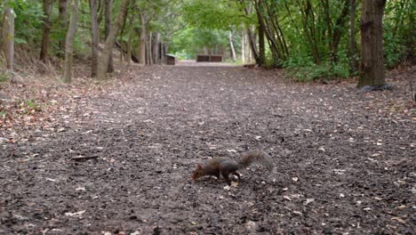 a squirrel walks to the middle of the mud road in a forest and fins a nut to eat and then escapes