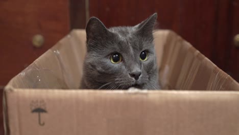 gray cat excited during a game in cardboard box