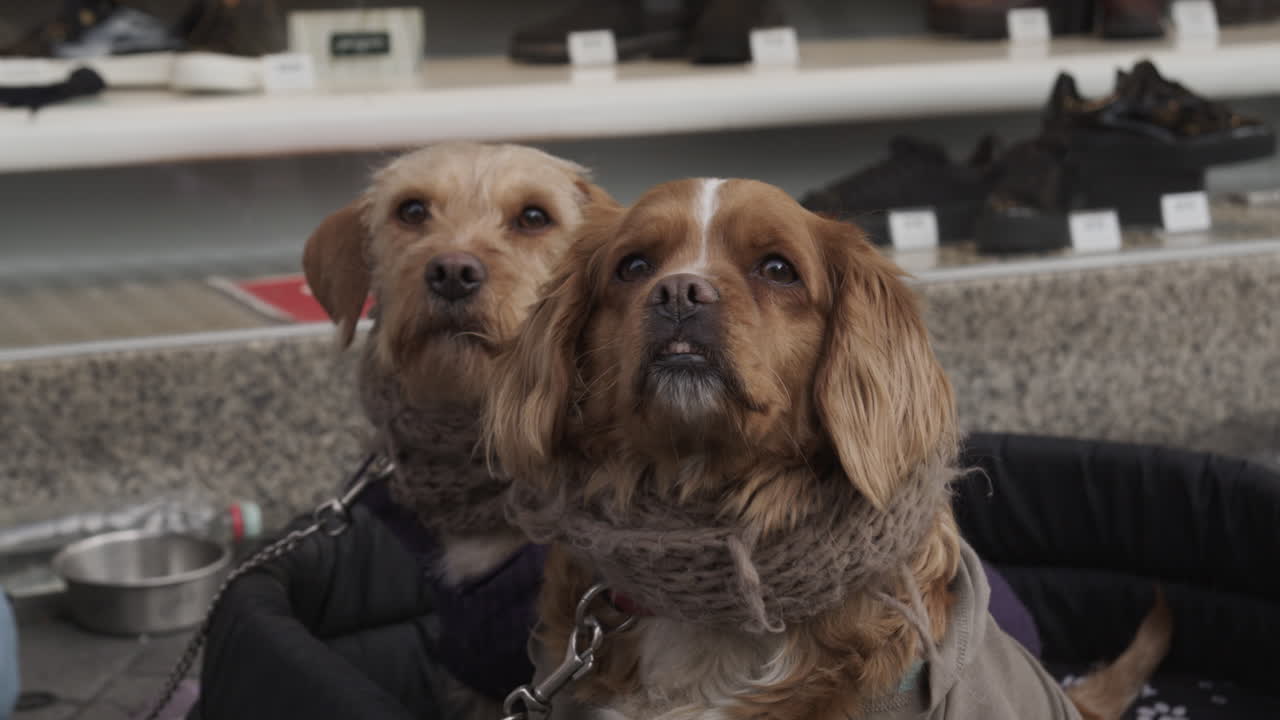 Two cute dogs in basket outdoor on street barking aggressive towards camera