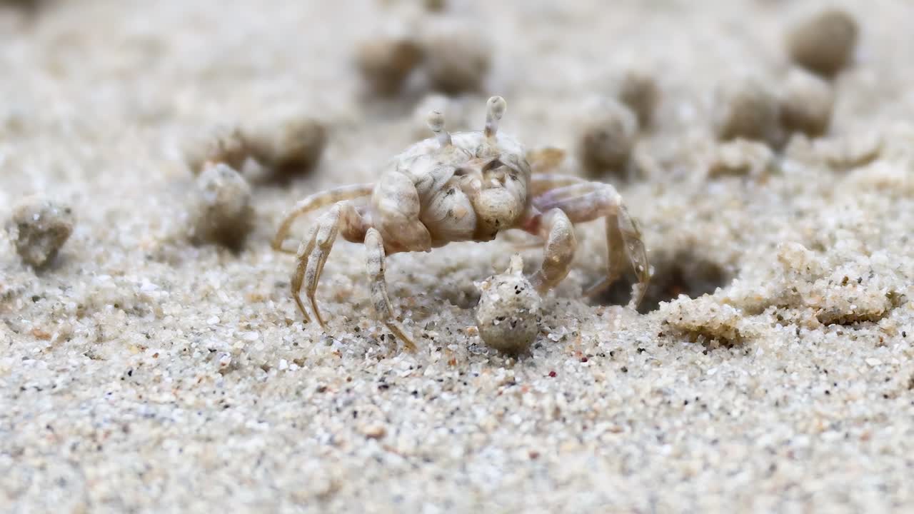 A ghost crab skillfully maneuvers through sand balls on a beach, showcasing its natural behavior.