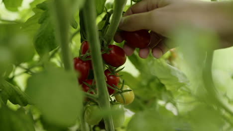 picking cherry tomatoes from the vine