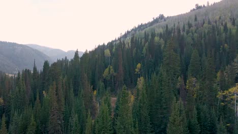 evergreen pine tree slope mountain landscape - rising jib aerial drone view