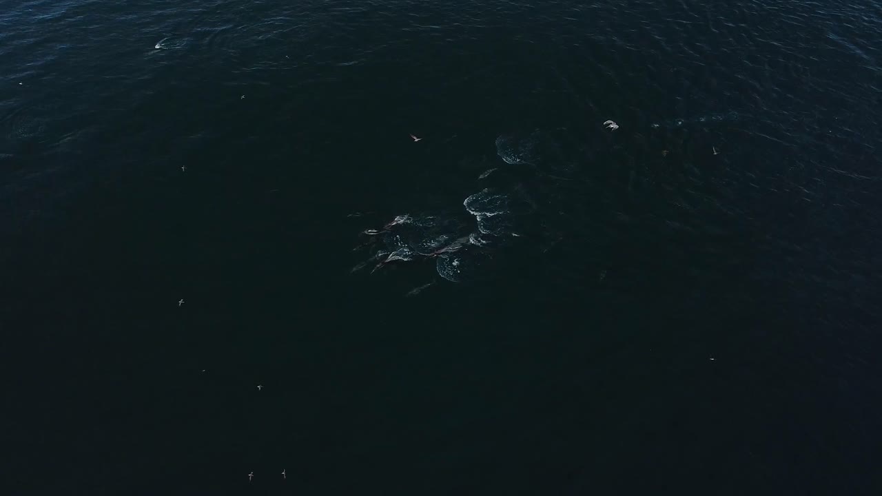 вид с воздуха на дельфинов и птиц