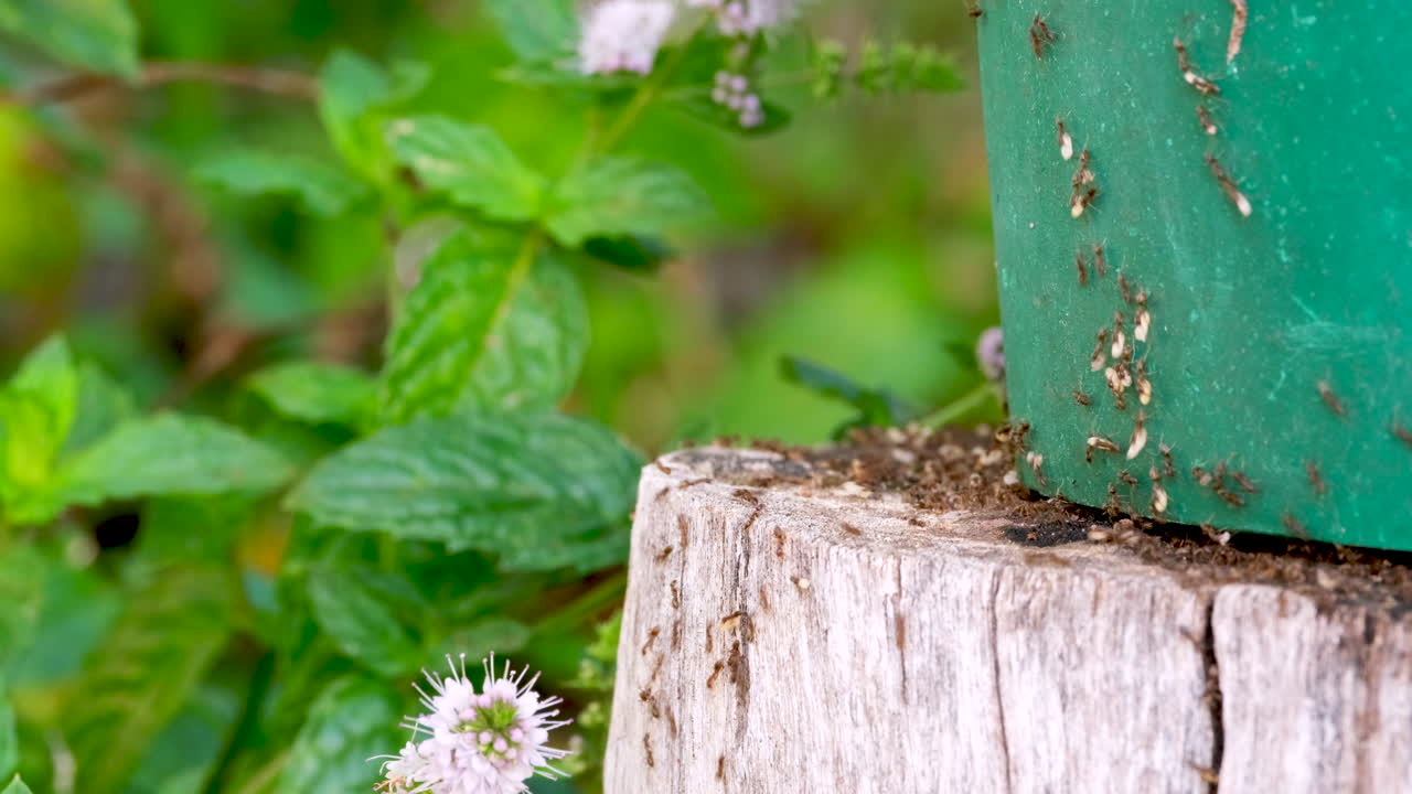 Closeup macro view of hurried brown worker ants carrying white eggs away
