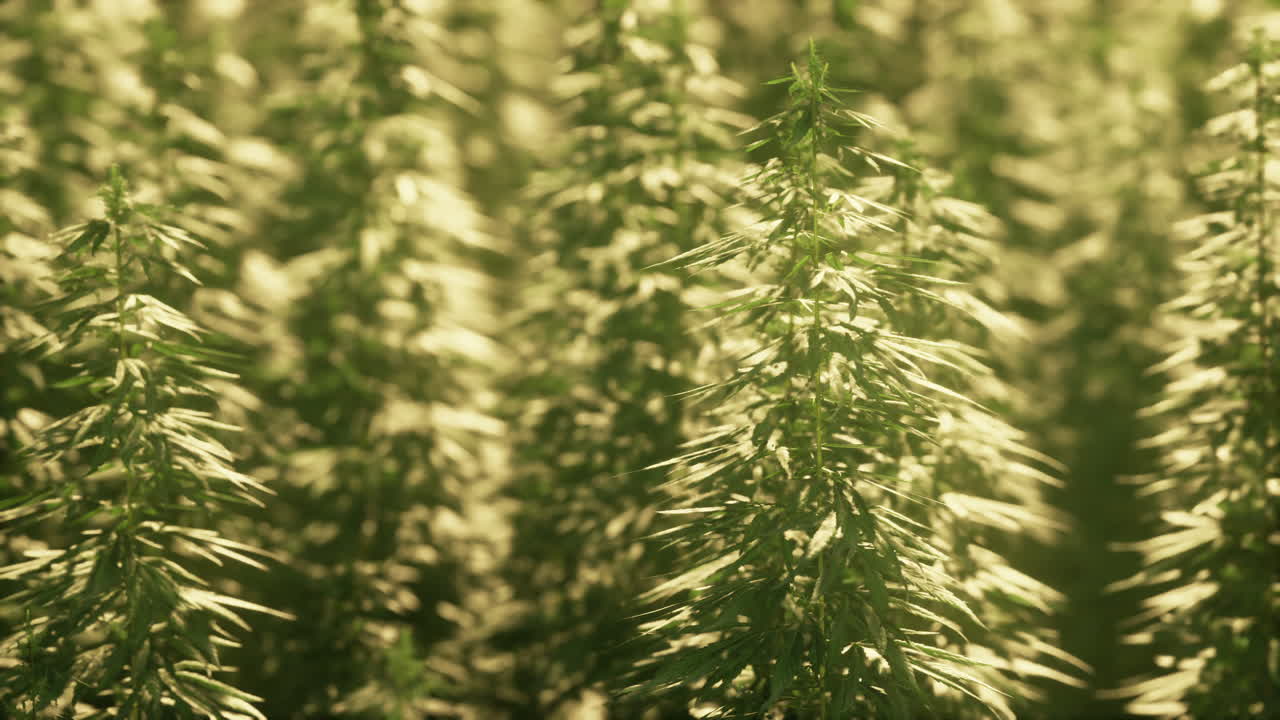 프랑스에서 섬유용으로 사용되는 합법적인 대마초  ⁇