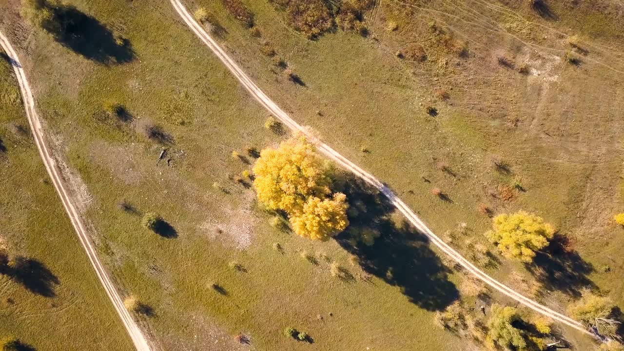 4k aerial: 에서 노란색 나무 위에 카메라를 올려 뒤로 날아갑니다.