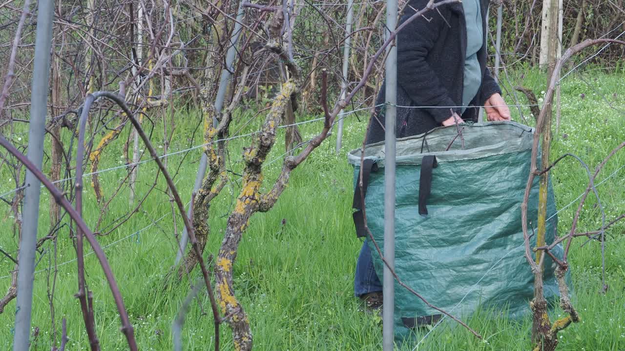 Farmer woman gathers dry vine canes into green waste bag after pruning in organic vineyard, promoting sustainable agriculture and manual labor, filmed in real time under natural daylight, slow motion
