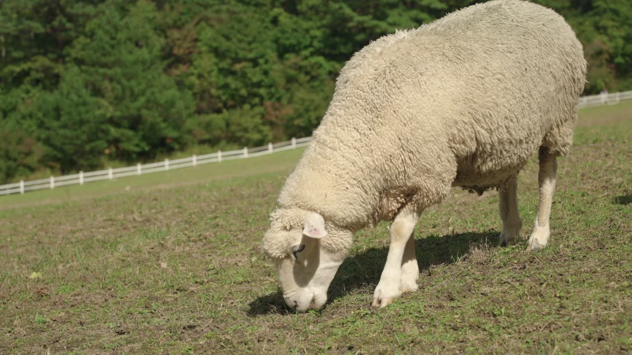 White Sheep Grazing in a Green Field