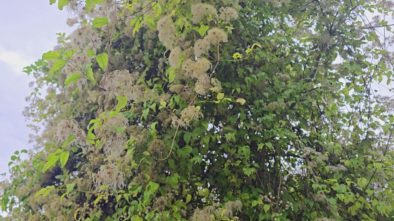 Wild clematis plant growing on a tree featuring green foliage and abundant fluffy seeds