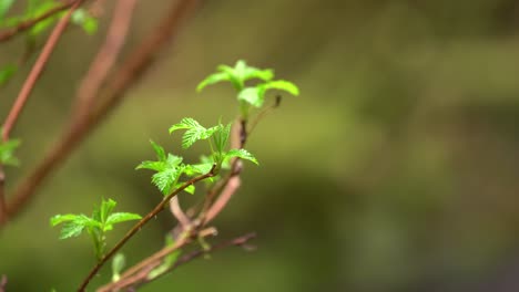 Hojas-Verdes-En-Un-árbol-En-La-Selva-Tropical