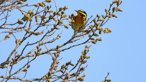 Blackburnian-Warbler-Perched-On-Twigs-Against-Blue-Sky---low-angle