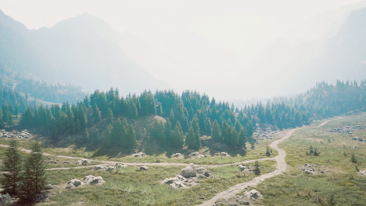 Lush green landscape with rocky paths and tall trees in early morning light