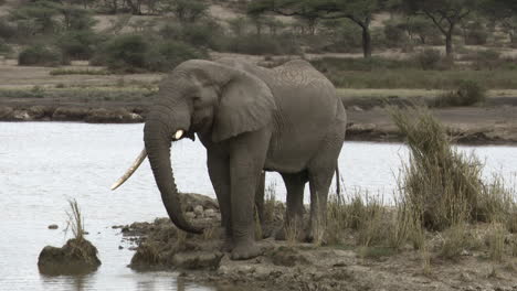 african elephant   bulls drinking from lake