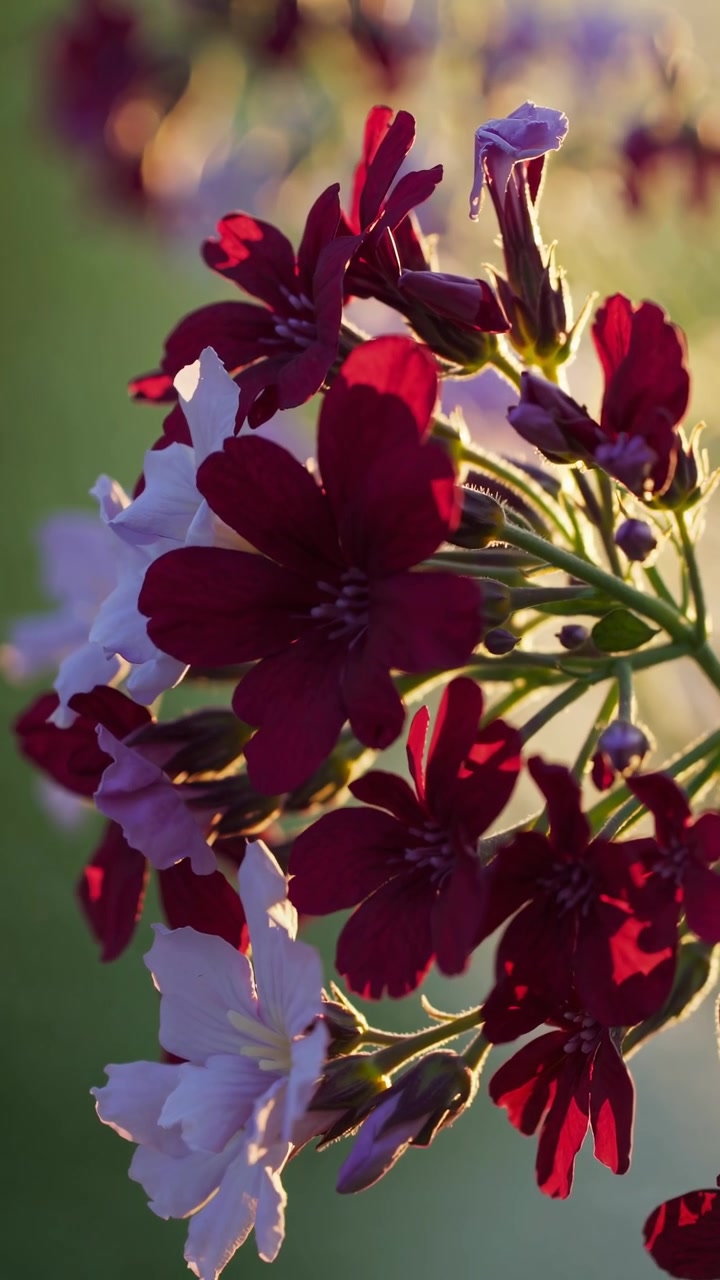 Close-up Bunga Merah Gelap Cerah yang Mekar di Bawah Sinar Matahari Golden Hour