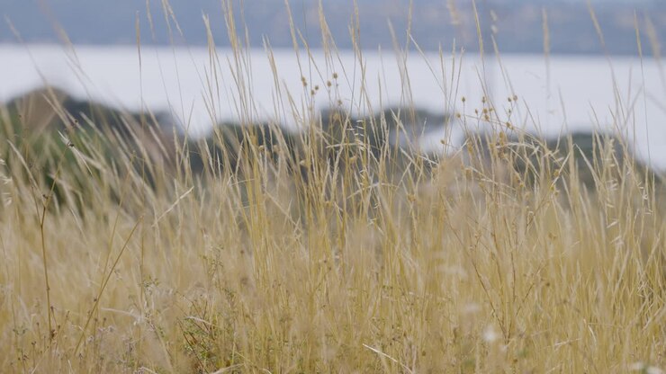 En rolig udsigt fra jordhøjde af urter på en naturskøn eng, der fremhæver den frodige grønne natur og landskabets naturlige skønhed, perfekt til at fremvise naturens fredfyldte charme.