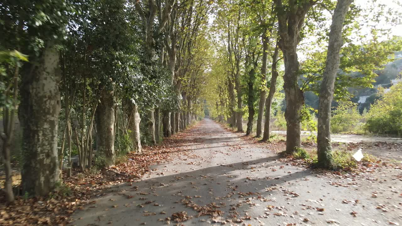 Alberi autunnali lungo la strada