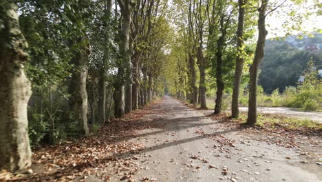 Herbstliche-Straßenbäume-Auf-Beiden-Seiten