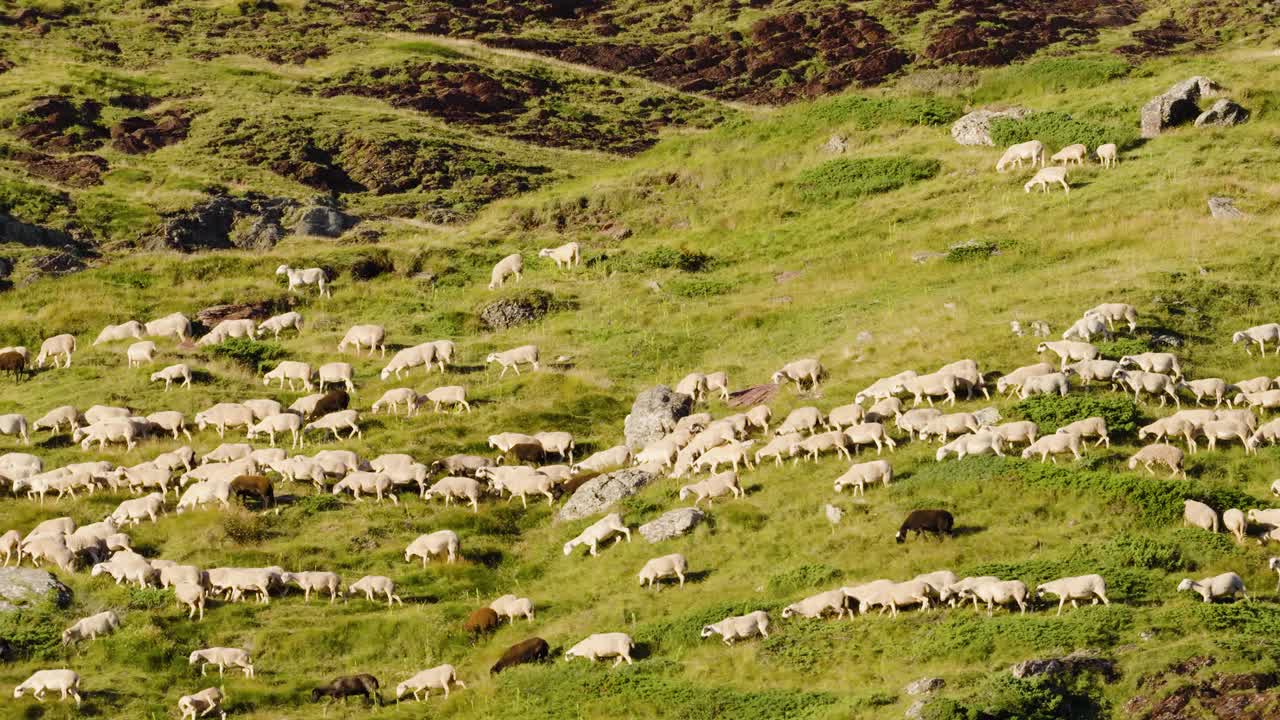 Gregge di pecore al pascolo su una collina verdeggiante