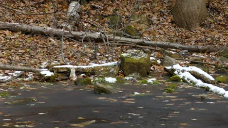 Pure-frozen-pond-with-gray-squirrel-carefully-drinking-from-tiny-hole-in-ice