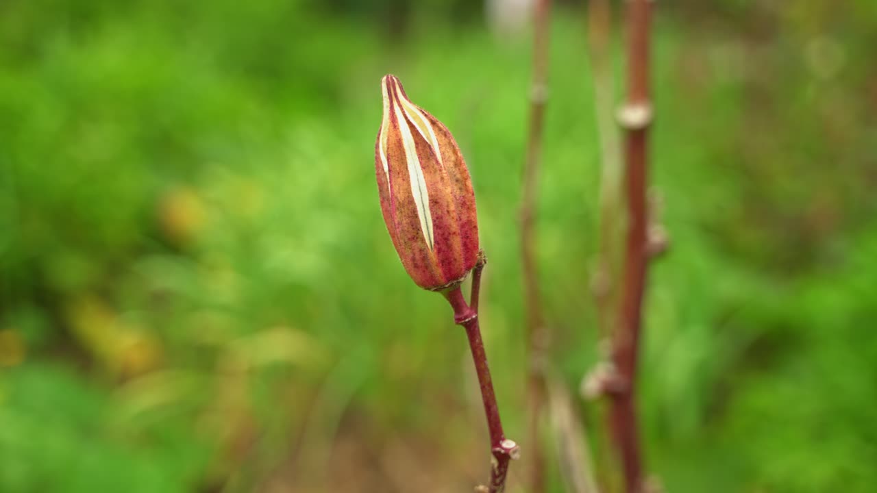 bonito de cerca magnífica toma de okra planta vegetal producir cultivo vegano para la cocina y beneficios para la salud