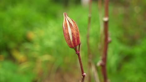 Bonito-Primer-Plano-Hermosa-Foto-De-Una-Planta-Vegetal-De-Okra-Que-Produce-Cultivos-Veganos-Para-Cocinar-Y-Beneficios-Para-La-Salud