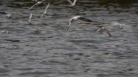 Terns-and-Gulls-Skimming-for-Food-are-migratory-seabirds-to-Thailand,-flying-around-in-circles,-taking-turns-to-skim-for-food-floating-on-the-sea-at-Bangpu-Recreational-Center-wharf