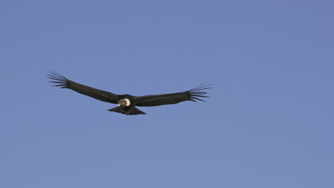 Close-up-of-Andean-condor-gliding-with-wings-spread,-clear-blue-sky