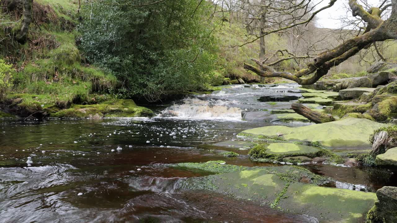 cascada de arroyo de bosque en movimiento lento, escena de serenidad de la naturaleza con piscina tranquila debajo, vegetación exuberante y piedras cubiertas de musgo, sensación de paz y belleza intacta de la naturaleza en el ecosistema forestal
