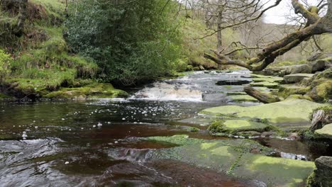 Langsam-Fließender-Waldbach-Wasserfall,-Ruhige-Szene-Der-Natur-Mit-Ruhigem-Teich-Darunter,-üppiges-Grün-Und-Moosbedeckte-Steine,-Gefühl-Der-Ruhe-Und-Unberührte-Schönheit-Der-Natur-Im-Waldökosystem