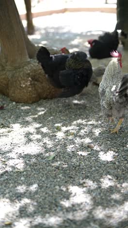 chickens resting under a tree