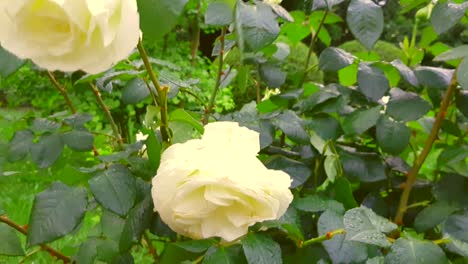 4 to the video, a gentle summer wind shakes a white rose bush in the park in summer in rainy weather