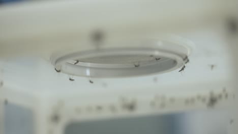 Mücken-In-Einem-Labor-In-Einer-Versiegelten-Box-Mit-Dünnem-Netz