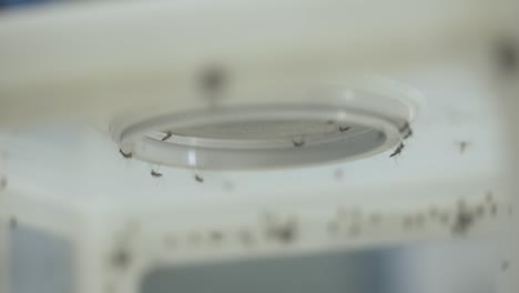 mosquitos en un laboratorio en una caja sellada con una malla delgada