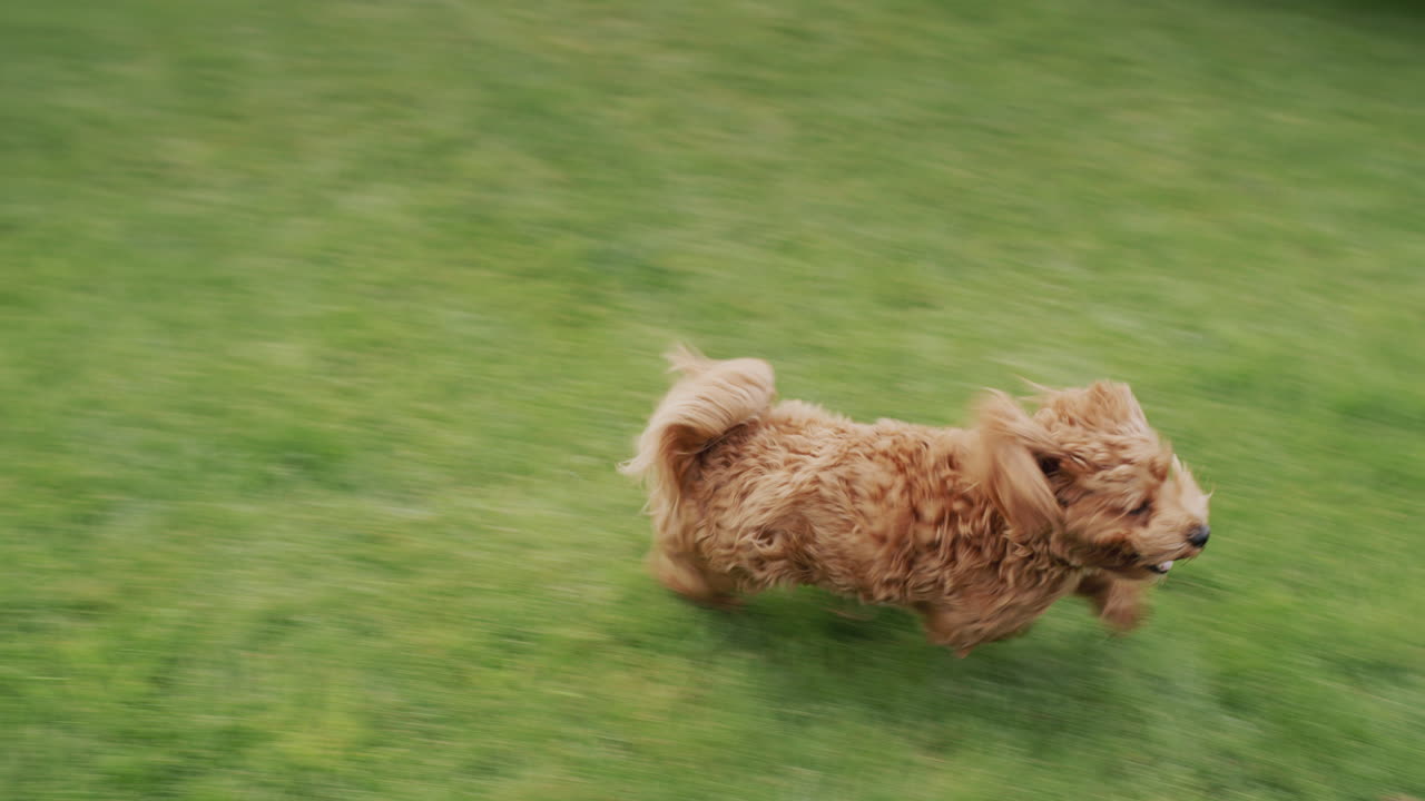 un perro feliz con el pelo largo corre a lo largo de la hierba verde. video en cámara lenta.