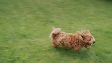 Happy-dog-with-long-hair-runs-along-the-green-grass.-Slow-motion-video.