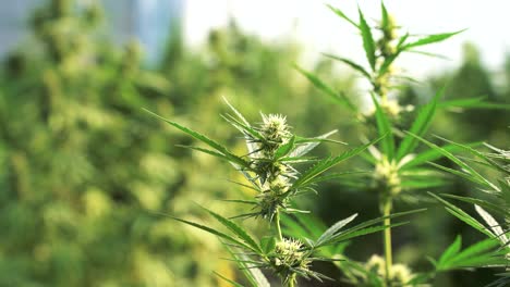 green hemp plants growing in greenhouse