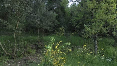 verdant woodland panorama featuring bright yellow wildflowers nestled among green foliage, revealing serene natural environment with lush vegetation and soft sunlight filtering through trees