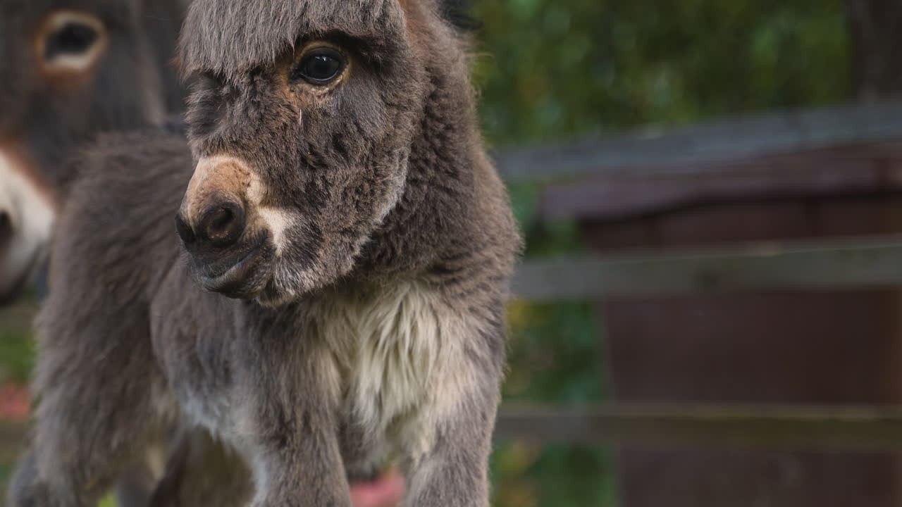 갓 태어난 작고 귀여운 지중해 당나귀는 농장 판자 울타리 옆에 여전히 서 있고, 그 어미는 뒤에 서서 그녀의 새끼를 지켜보고 있고, 정적인 클로즈업 4k 샷