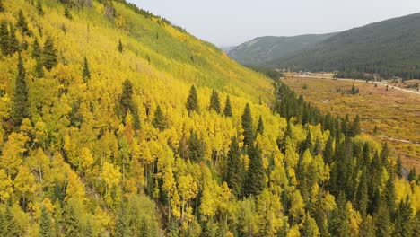 magical aspen tree colors in colorado countryside forest