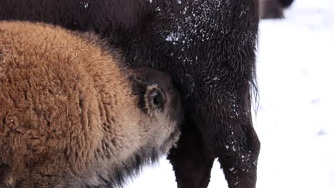 Bison-Kälberfütterung-Im-Winter