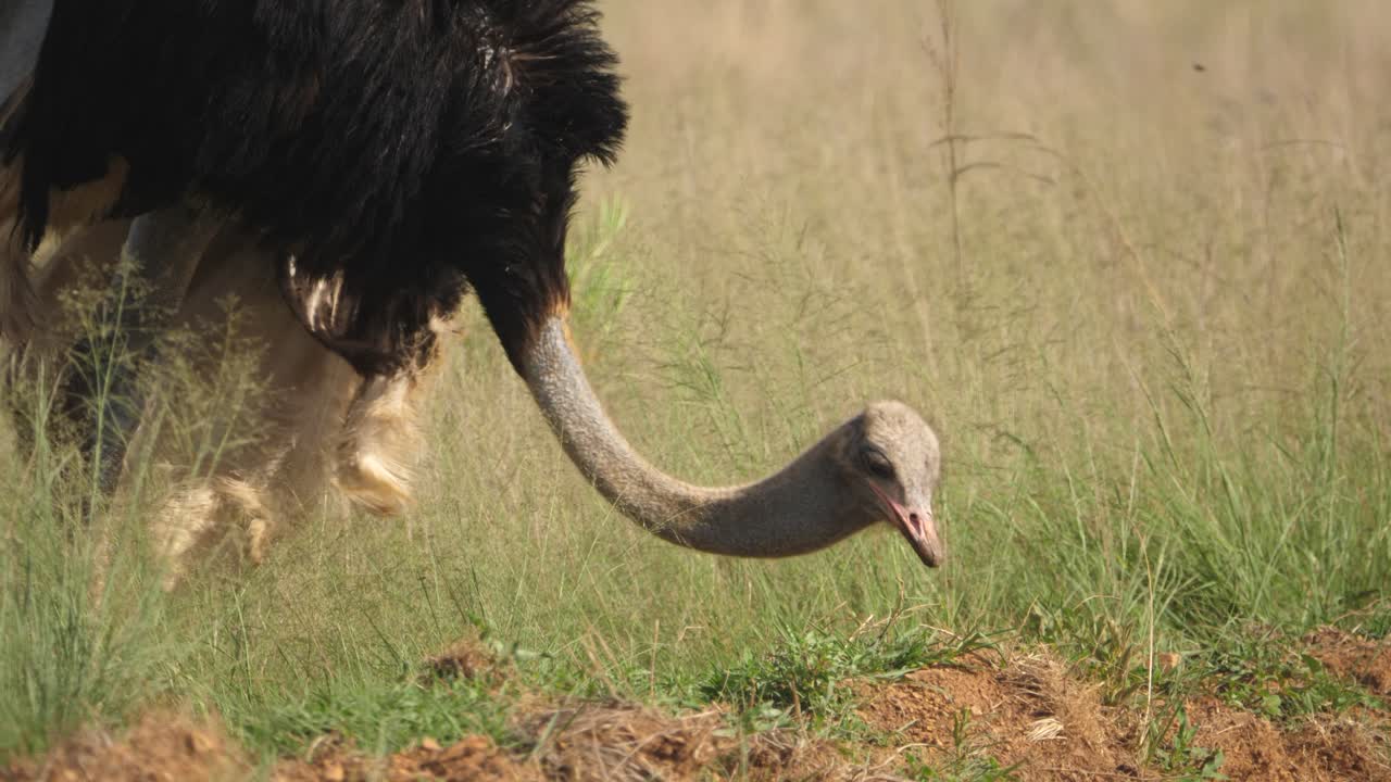 Struzzo piega il collo per mangiare l'erba della savana, riserva naturale di Rietvlei, Sudafrica.