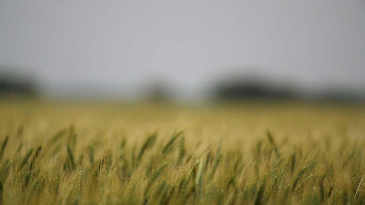 campo de trigo, paisaje, kansas, fondo, hierba, verde, granja, agricultura, agricultor, crecer, creciente, cosecha, primer plano