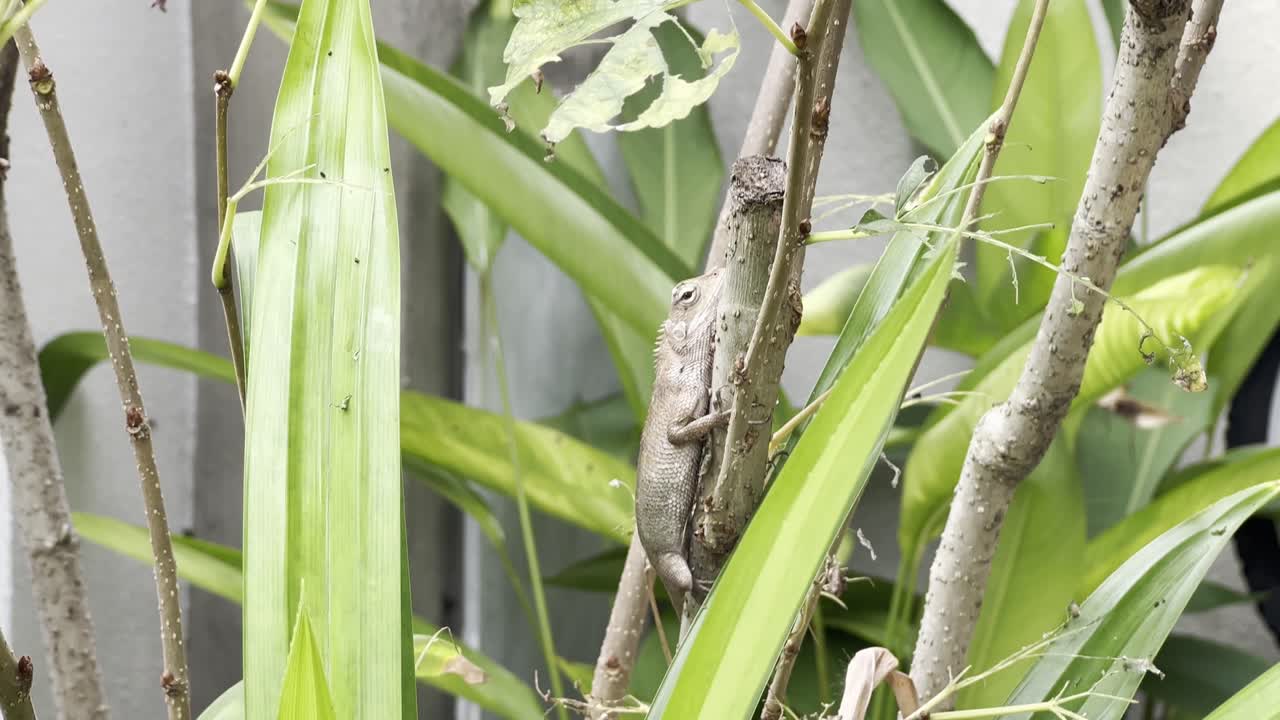 maestro del disfraz, lagarto de jardín oriental camaleón salvaje y exótico, calotes versicolor vistos escondidos en la rama que rodea la vegetación en el jardín de la casa