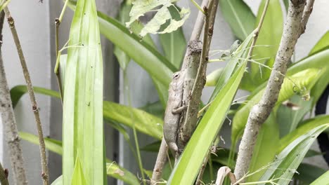 master of disguise, wild and exotic chameleon oriential garden lizard, calotes versicolor spotted hiding on the branch surrounding by greeneries at home garden