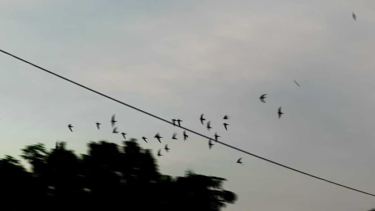 Swallows circle in the evening sky hunting for insects. A flock of birds rushes