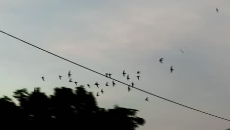 swallows circle in the evening sky hunting for insects. a flock of birds rushes