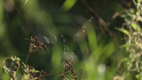 una delicada telaraña suspendida entre los tallos de la hierba