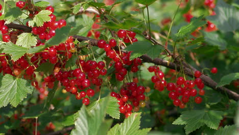 Rama-De-Bayas-De-Grosella-Roja,-Grosella-Roja-Alpina-Con-Púas